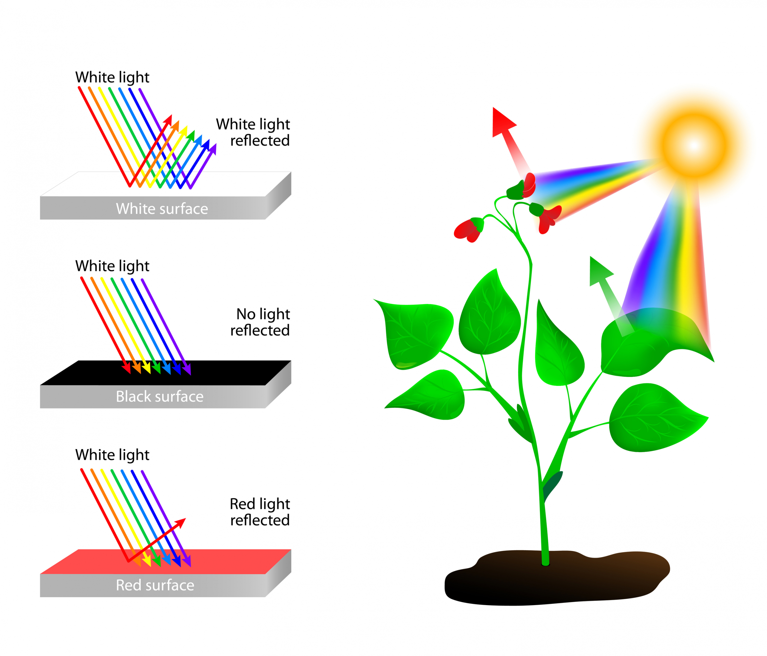 Reflects and absorbs. Spectrum of Colors and Sunlight 50012931 l scaled 1 طبیعت بی رنگ : چگونه فرکانس های نور در چشم و مغز ما به طبیعت رنگ می دهند؟